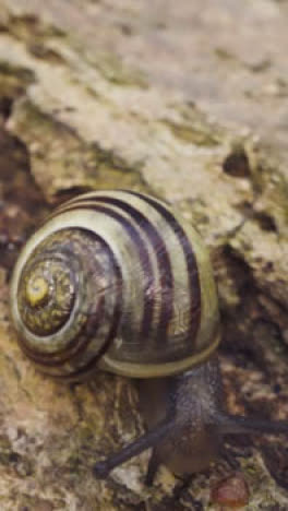 Vertikales-Video,-Nahaufnahme,-Schnecke,-Gestreifte-Muschelrinde,-Baum,-Großbritannien,-Wald-2